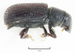 Stenoscelis hylastoides