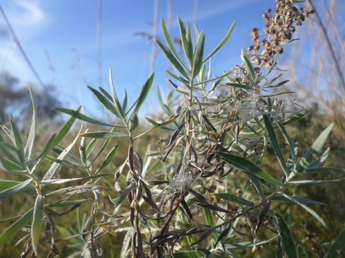 tarragon (Artemisia glauca)