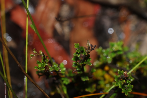Star Xanthosia (Xanthosia stellata)