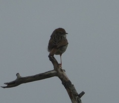Cisticola subruficapilla