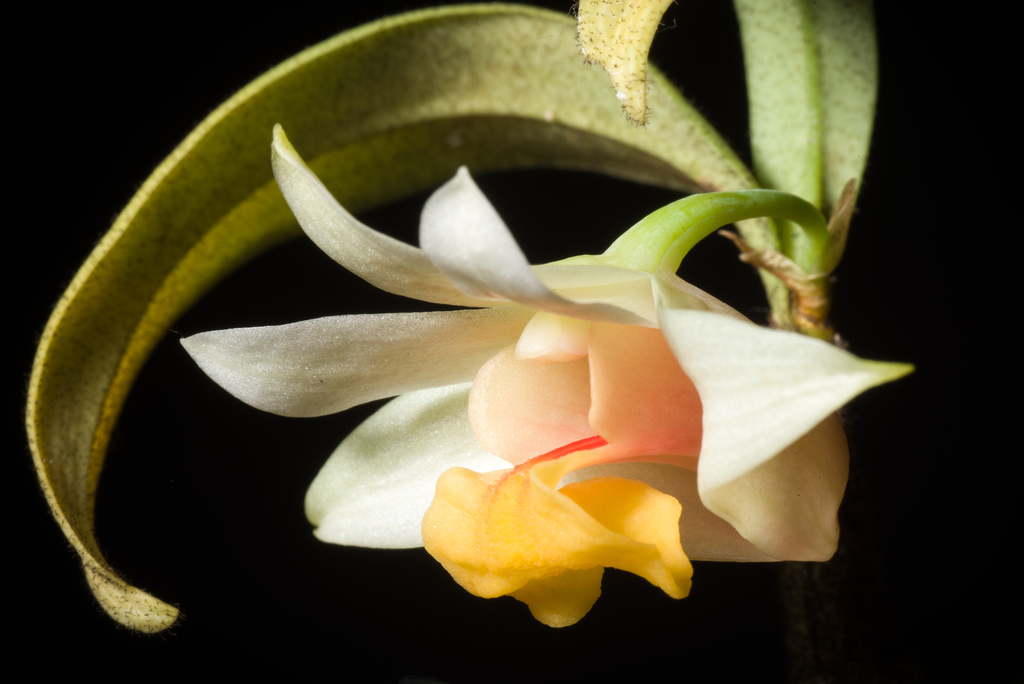 Dendrobium bellatulum Rolfe
