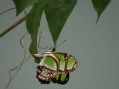 Philaethria dido