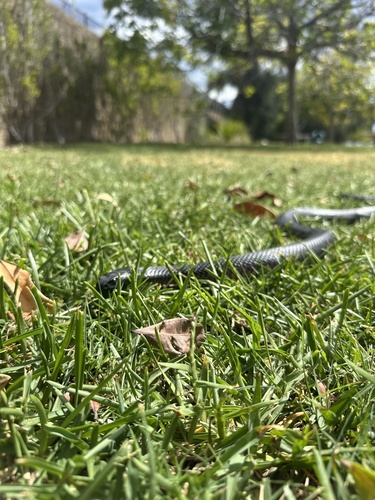 Red-bellied Black Snake sighting