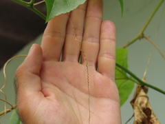 Philaethria dido