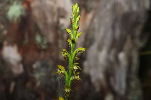 yellow leek orchid (Prasophyllum flavum)