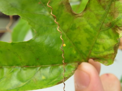 Philaethria dido