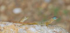 Anolis pogus