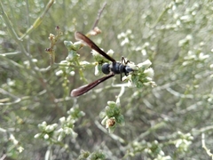 Myrmecopsis