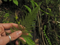 Leptolepia novae-zelandiae