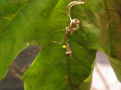 Philaethria dido