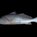 Acoupa Weakfish - Photo (c) bathyporeia, some rights reserved (CC BY-NC-ND)