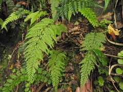 Leptolepia novae-zelandiae