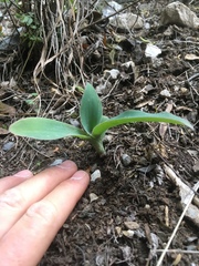 Tradescantia brevifolia