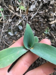 Tradescantia brevifolia