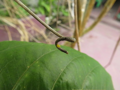Philaethria dido
