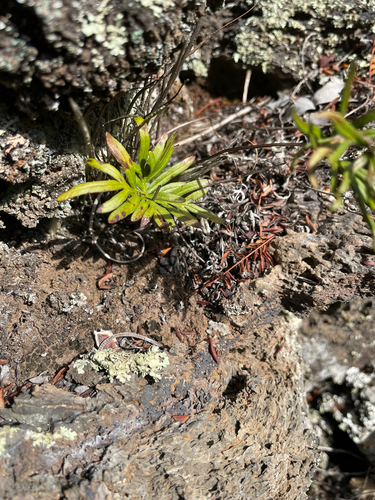 Doryopteris decora observed 2025-01-11