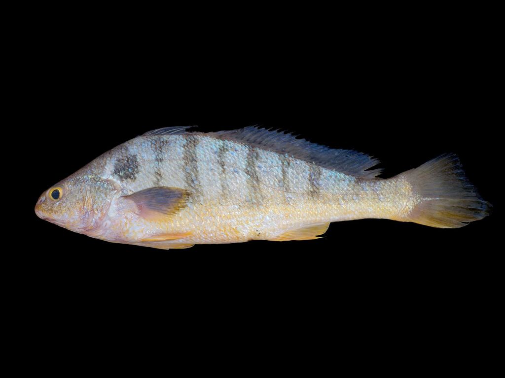 Banded Croaker