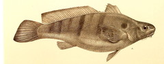 Banded Croaker photo 2