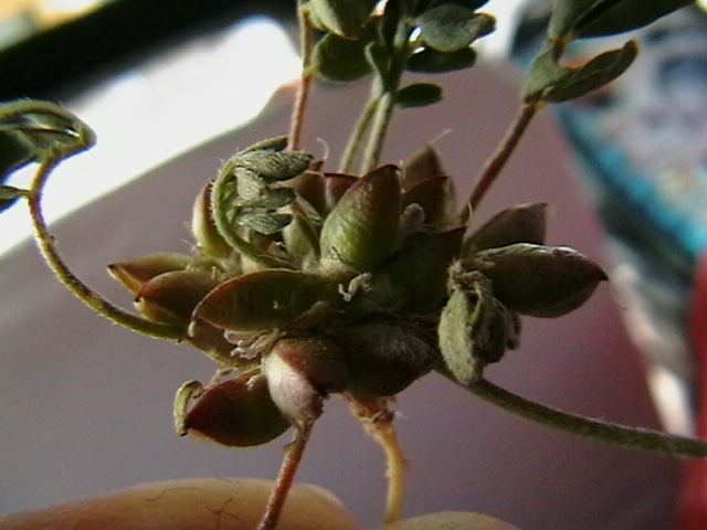 Astragalus biovulatus