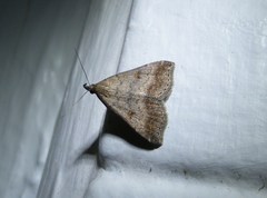 Tetanolita palligera