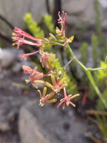 Red Paintpetal (Codonorhiza micrantha)