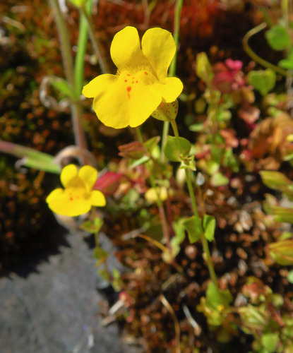 Erythranthe microphylla