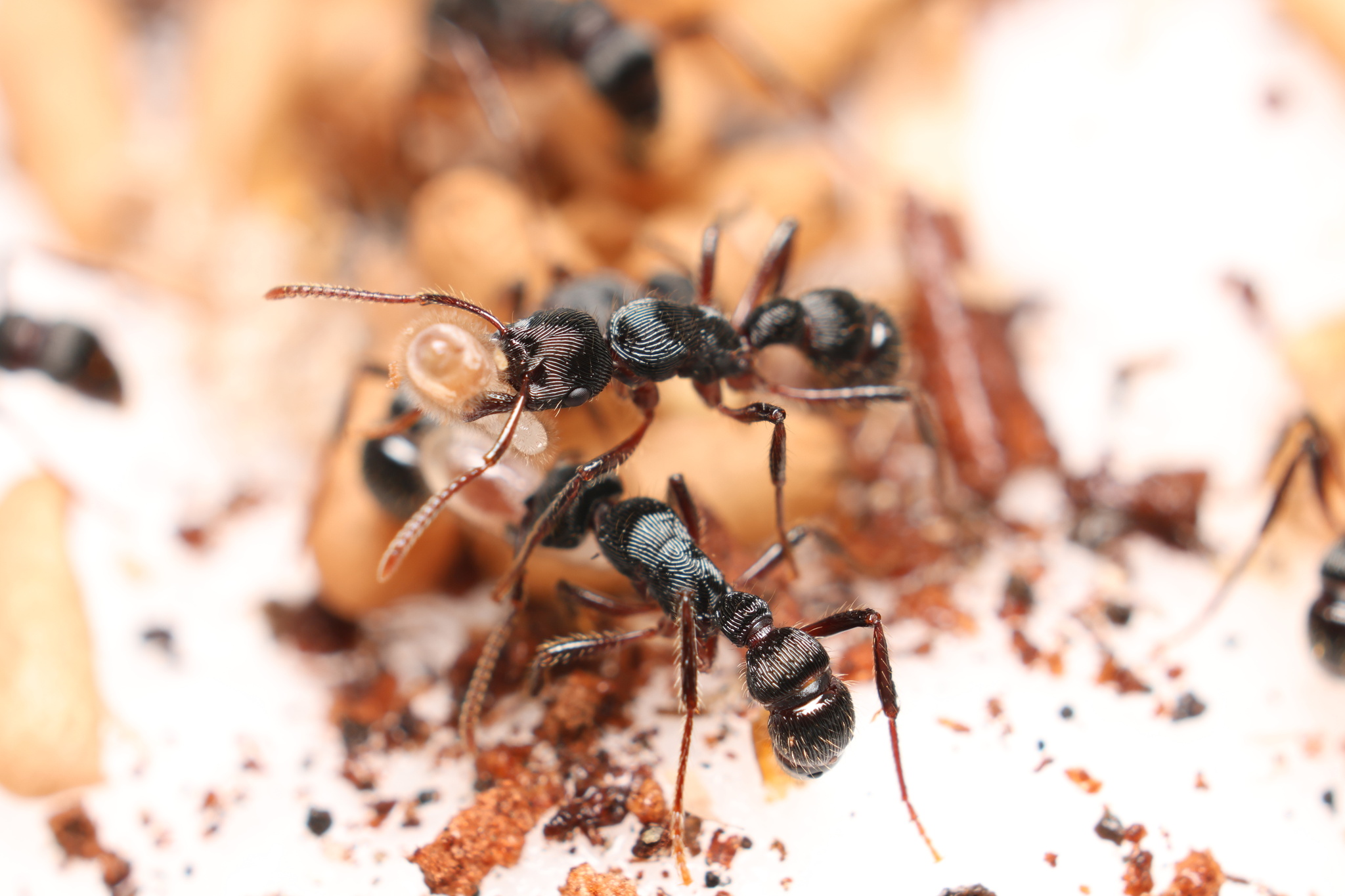 Gnamptogenys tortuolosa