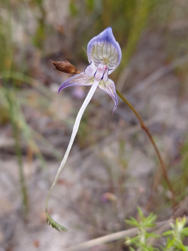 Old-man-pipe Disa (Disa multifida)