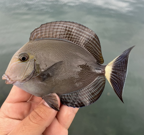 Ringtail surgeonfish (Acanthurus blochii) — Acanthuridae