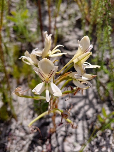 Cederberg dragaina disa (Disa harveyana)