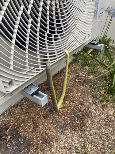 Common Tree Snake sighting