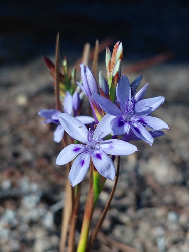 Spiky Summerpipe (Thereianthus spicatus)