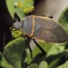 Eastern Bordered Plant Bug - Photo (c) Bryan, some rights reserved (CC BY-NC), uploaded by Bryan