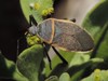 Eastern Bordered Plant Bug - Photo (c) Bryan, some rights reserved (CC BY-NC), uploaded by Bryan