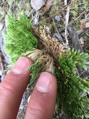 Selaginella pilifera