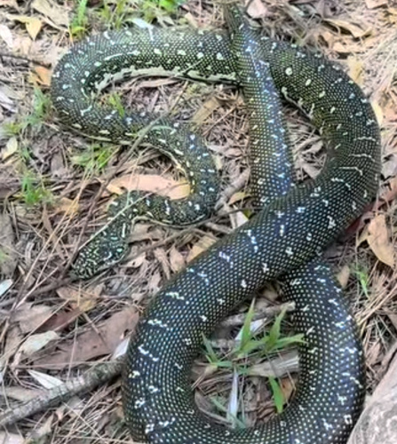 Diamond Python sighting