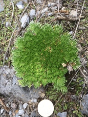 Selaginella pilifera