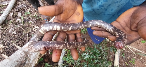 African Burrowing Python