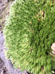 Selaginella pilifera