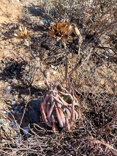 Krapohl's aloe (Aloe krapohliana)
