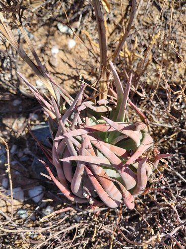 Aloe krapohliana, photograph 2