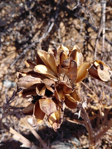Aloe krapohliana, photograph 3