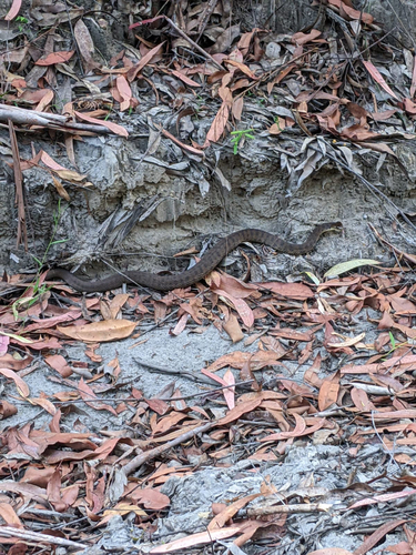 Rough-scaled Snake sighting