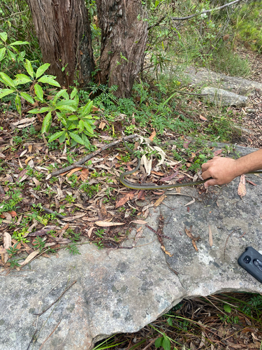 Common Tree Snake sighting