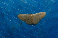 Idaea