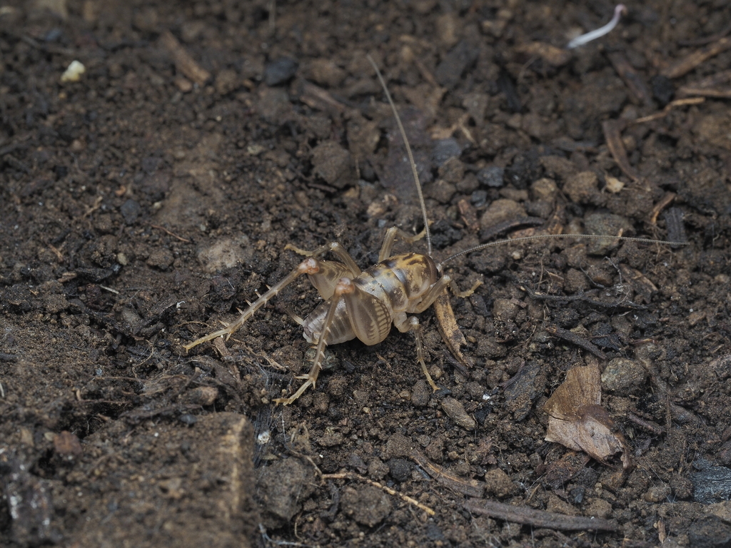 Ceuthophilus agassizii