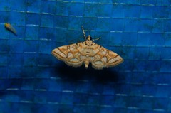 Lamprosema
