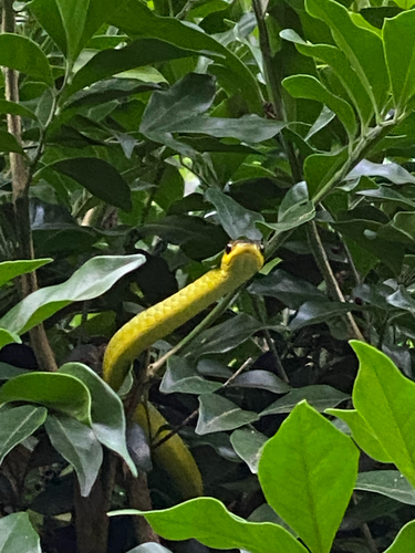 Common Tree Snake sighting