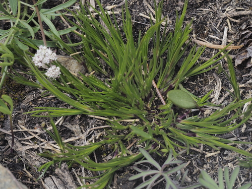 Fescue Sandwort (Eremogone capillaris)