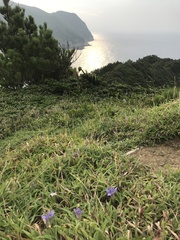 Gentiana scabra, photograph author not stated, no rights reserved